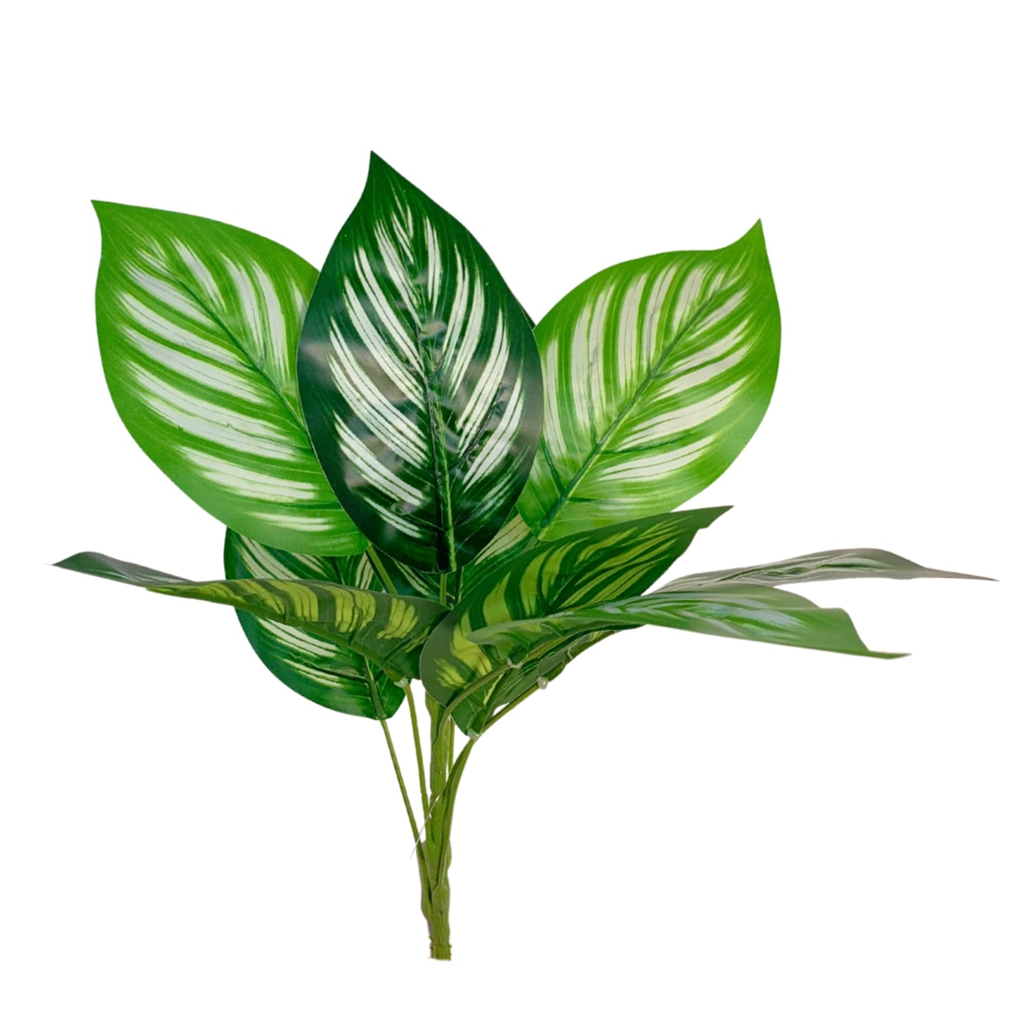 Peacock Plant - Green 14"