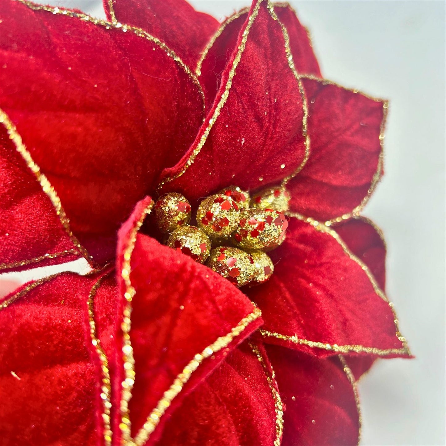 Deep Red Royal Velvet Gold edge Poinsettia Stem 26” | KS