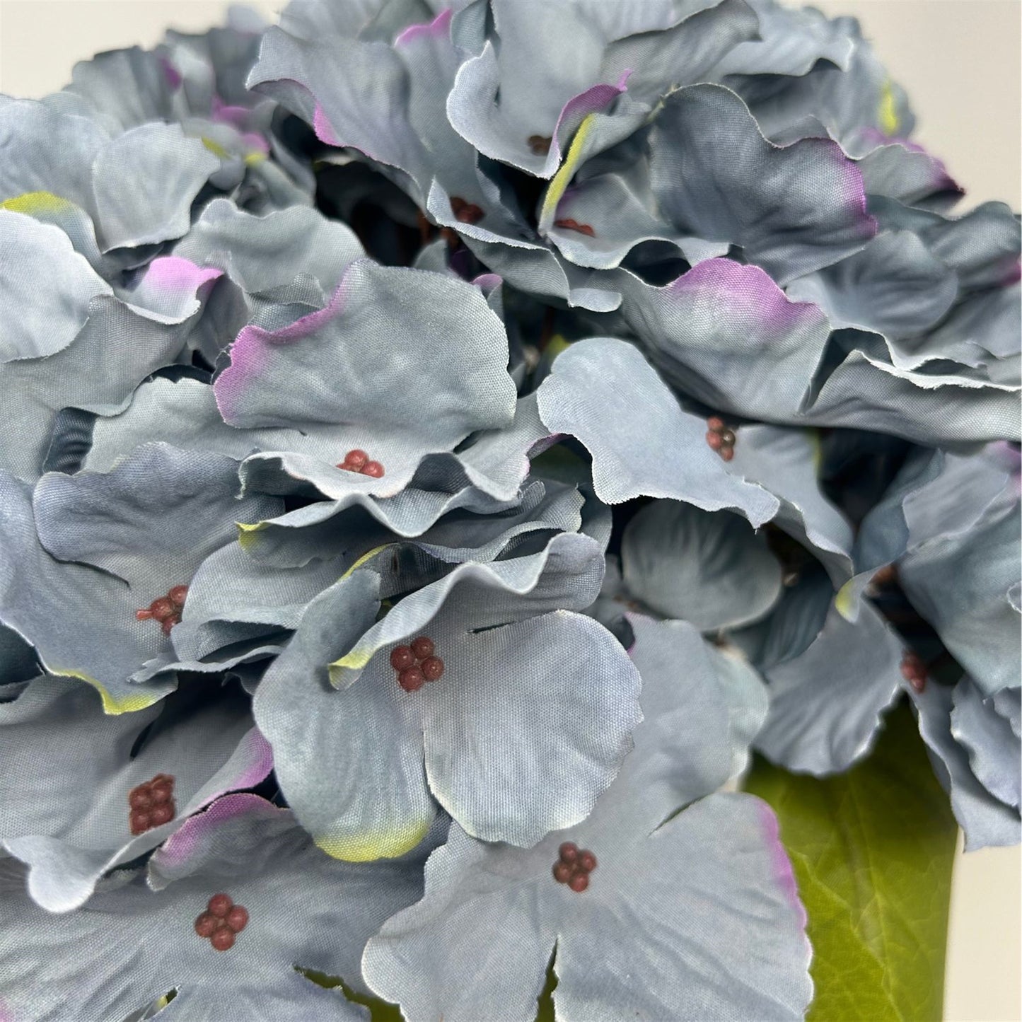 Autumn Meadows Hydrangea Bush x 5 -Blue 18” | YS