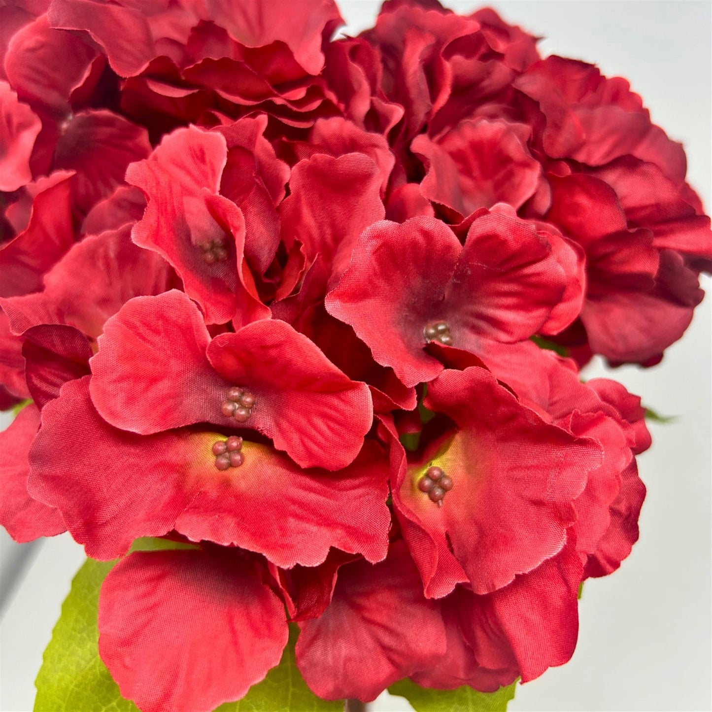 Autumn Meadows Hydrangea Bush x 5 -Red 18” | YS