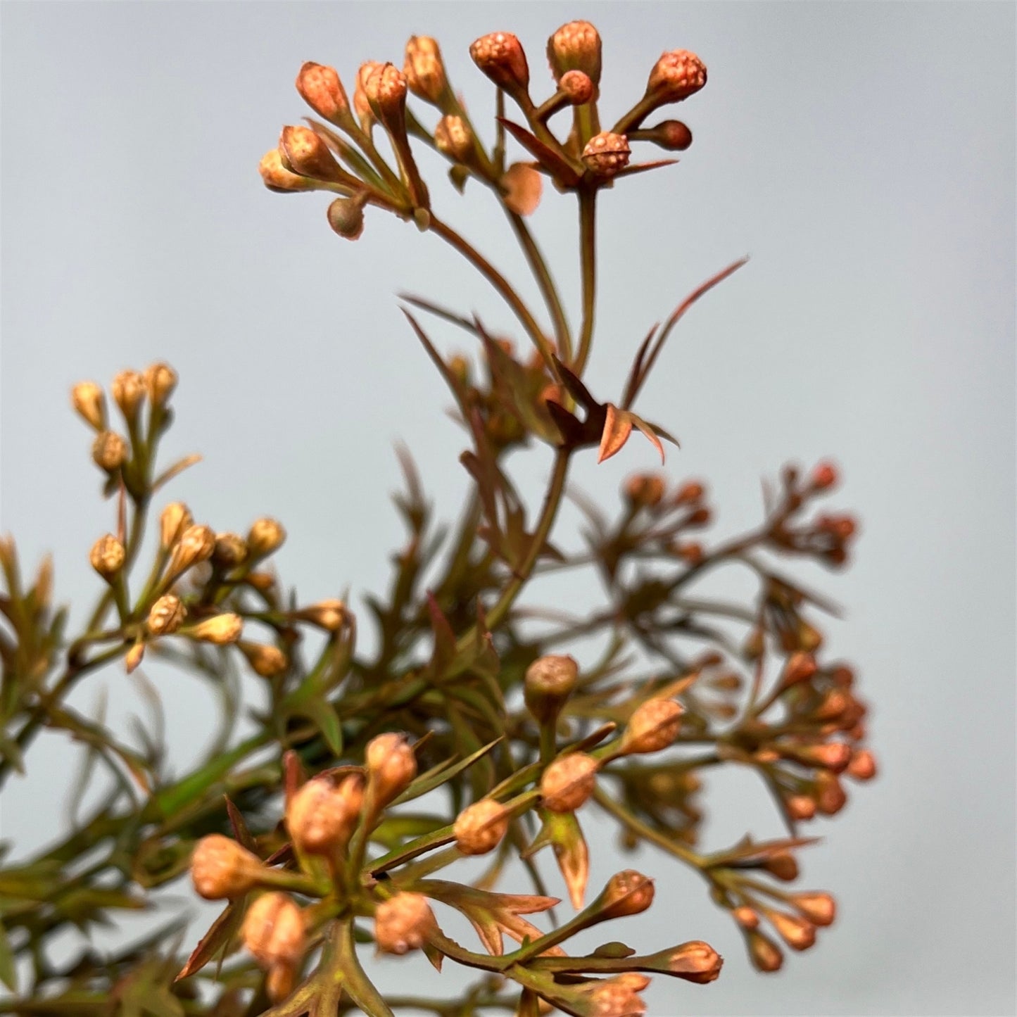 Seeded Thyme Stem 23" - Green Rust