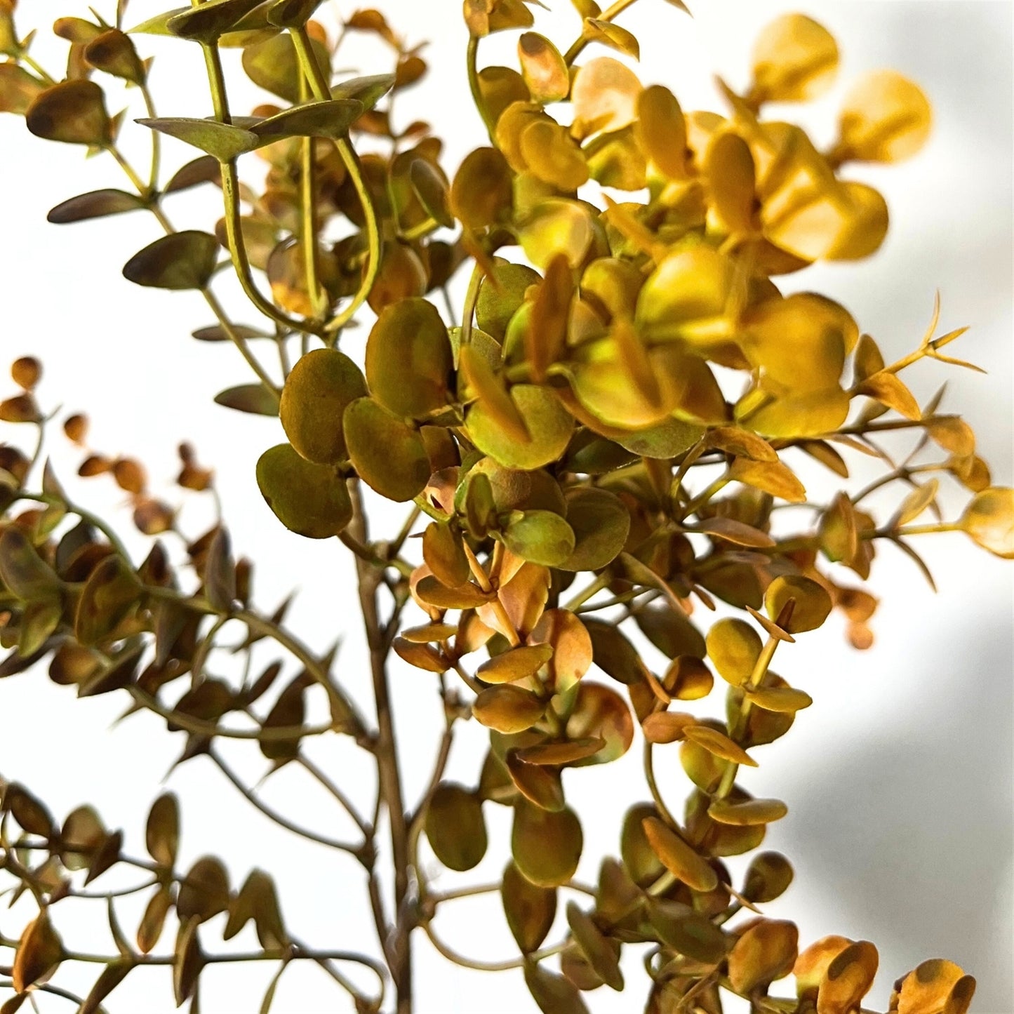 Autumn Boxwood Pick 21" - Golden