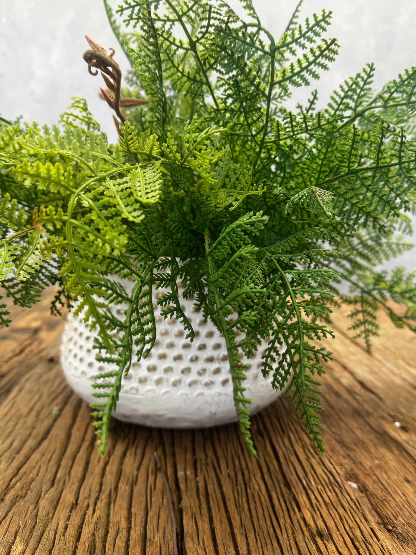 Fun with Ferns Embossed Dot Metal Planter DIY Small DIY KIT {Assembly Required}