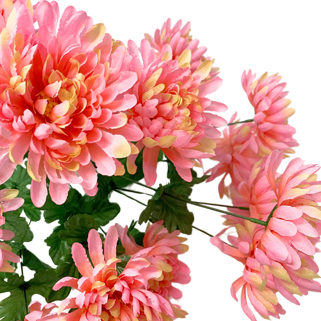 Tropical Mum Bush x 14 - 19” - Pink/Green |BYE