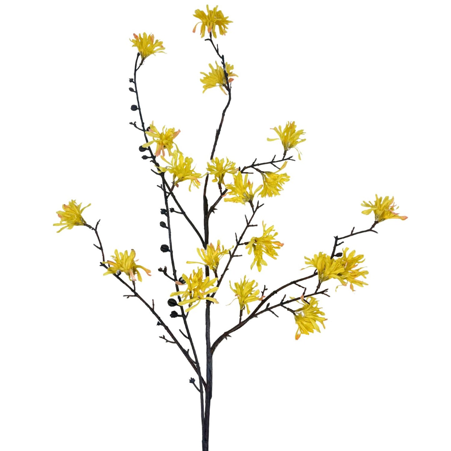 39.5" Witch Hazel Spray in Yellow | XJE