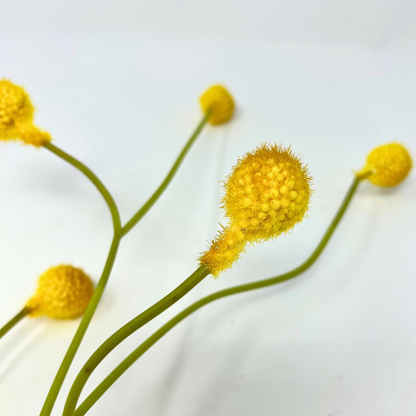 24" Billy Button Spray in Yellow | XJE