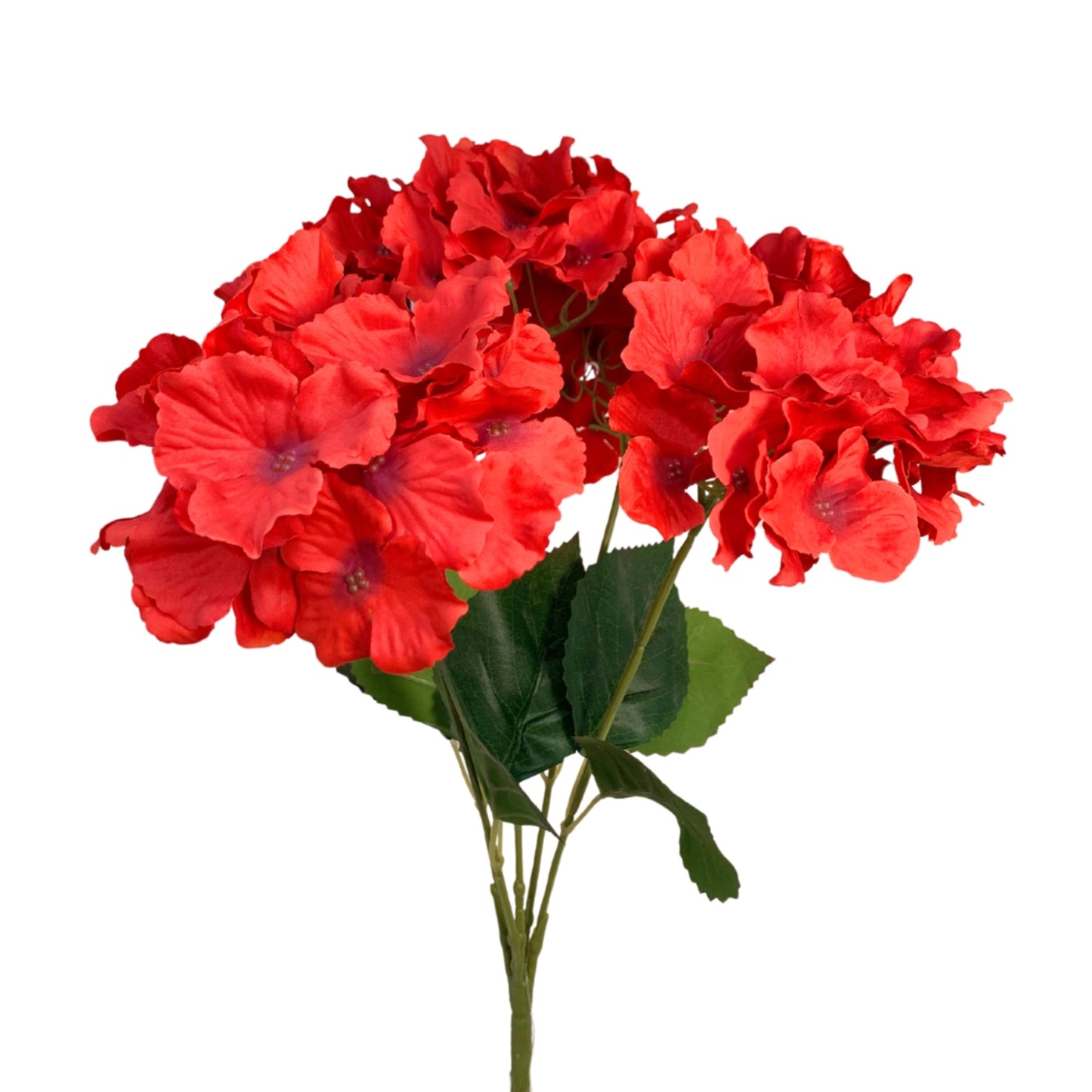 Cypress Garden Hydrangea Bush x 5 - Red 19" | YSE