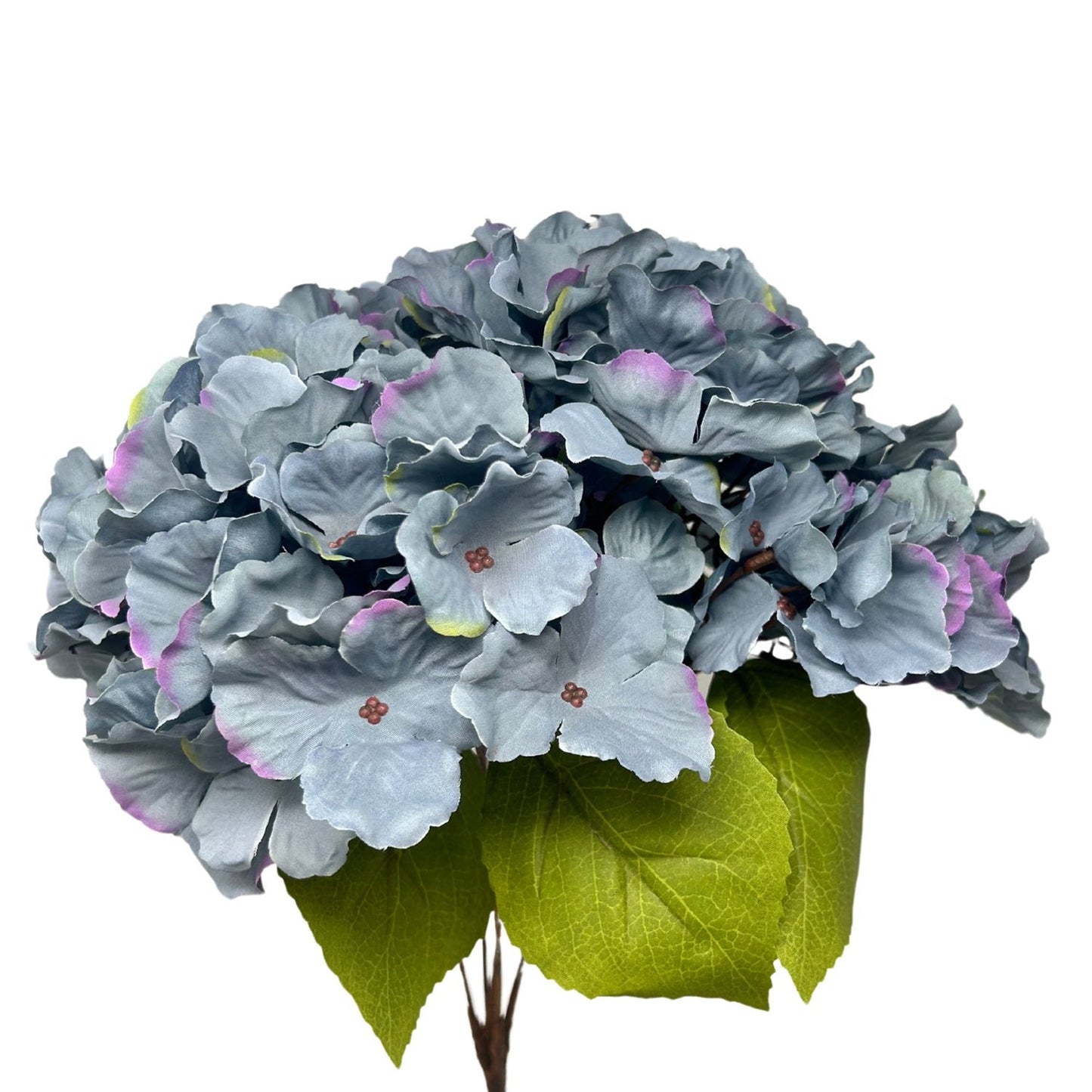 Autumn Meadows Hydrangea Bush x 5 -Blue 18” | YS