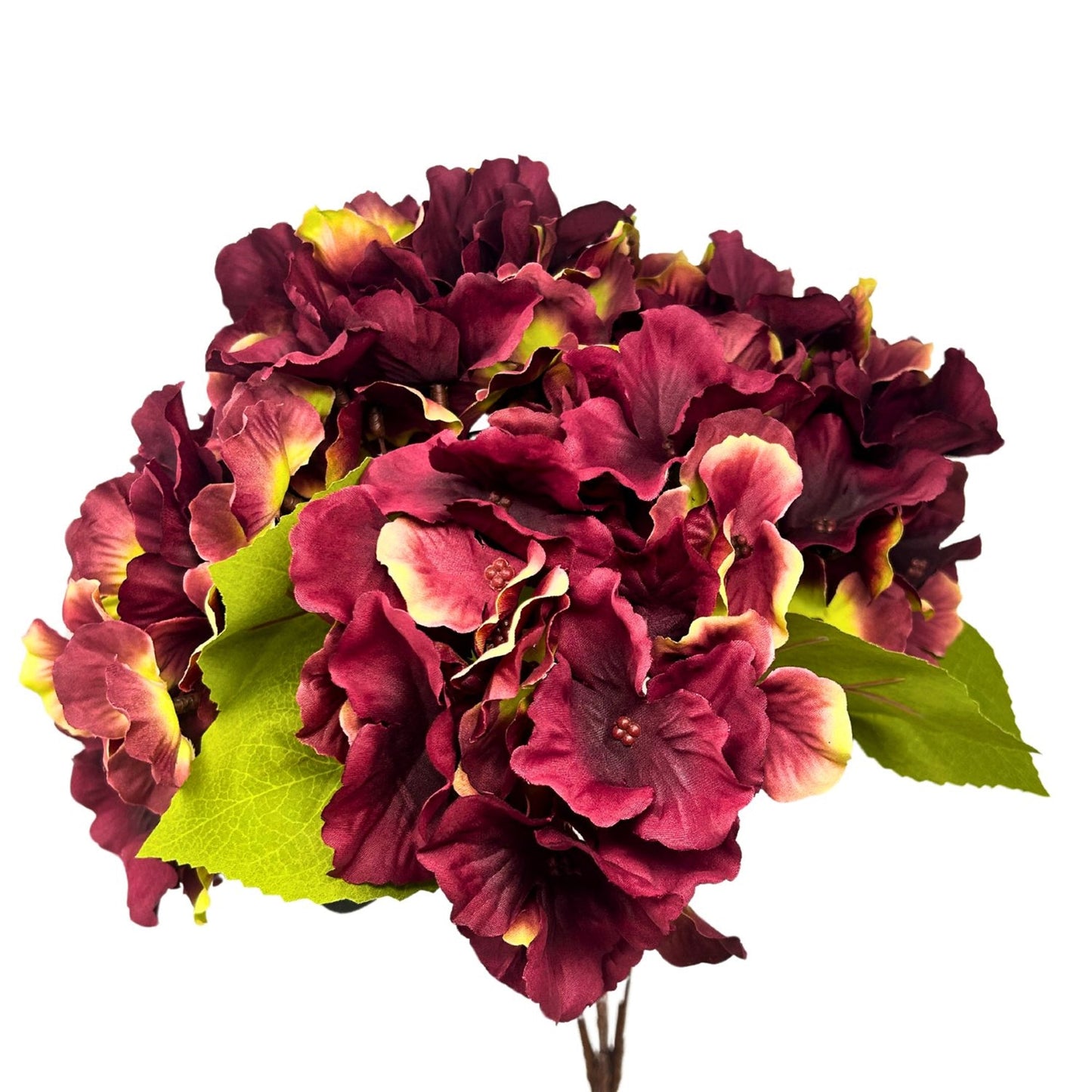 Autumn Meadows Hydrangea Bush x 5 -Burgundy /Green 18” | YS