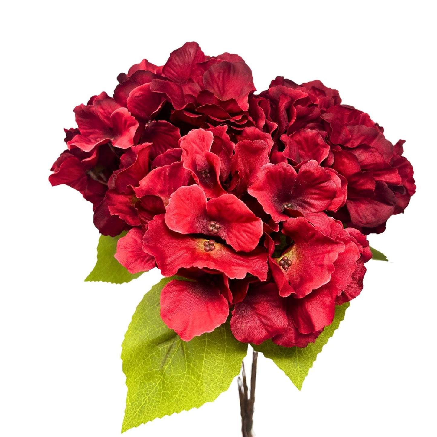 Autumn Meadows Hydrangea Bush x 5 -Red 18” | YS