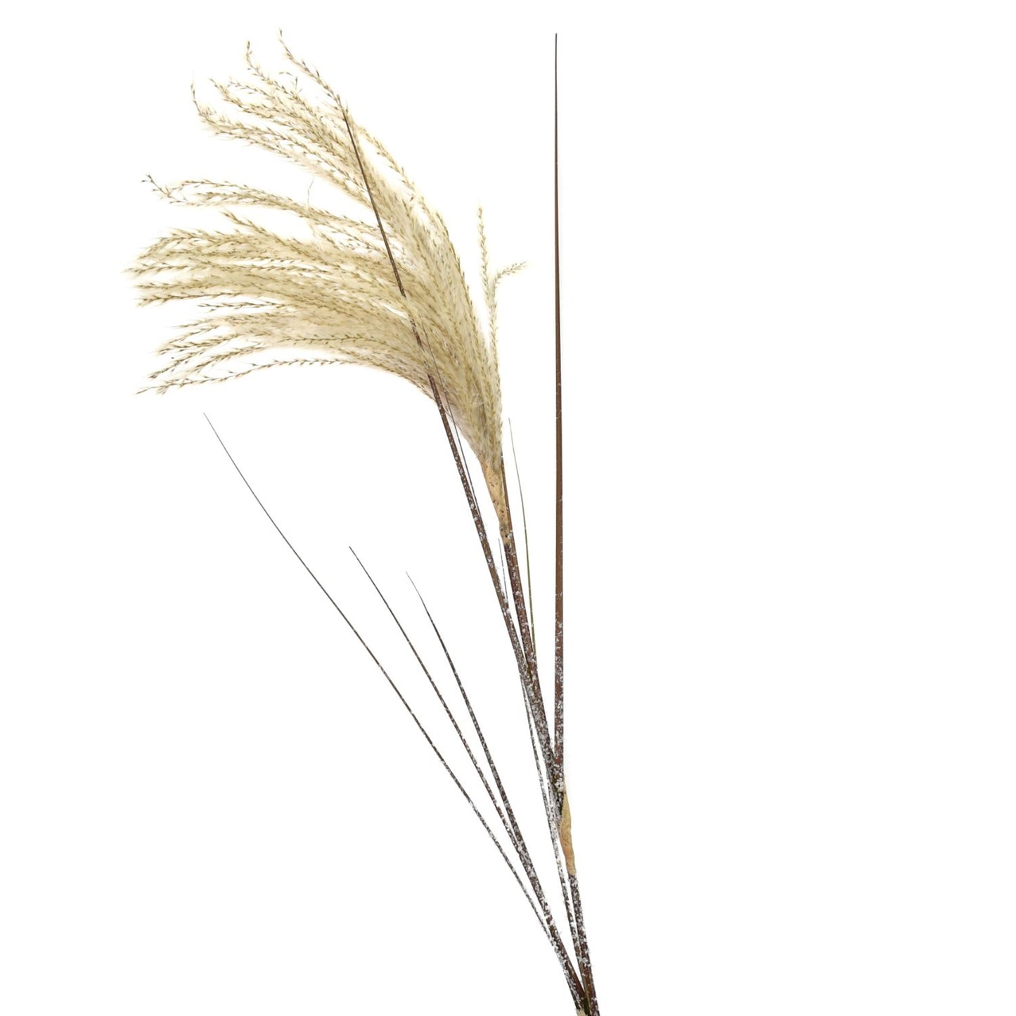 36" Reed Bush | XJE
