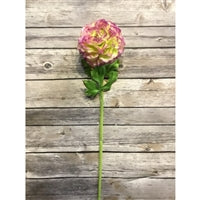 21" Freshtint Ranunculus in Green/Plum | BW