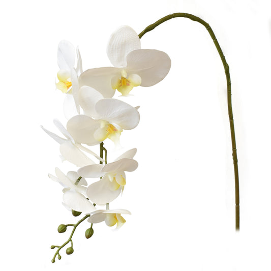 33” Phalaenopsis Spray |XJE