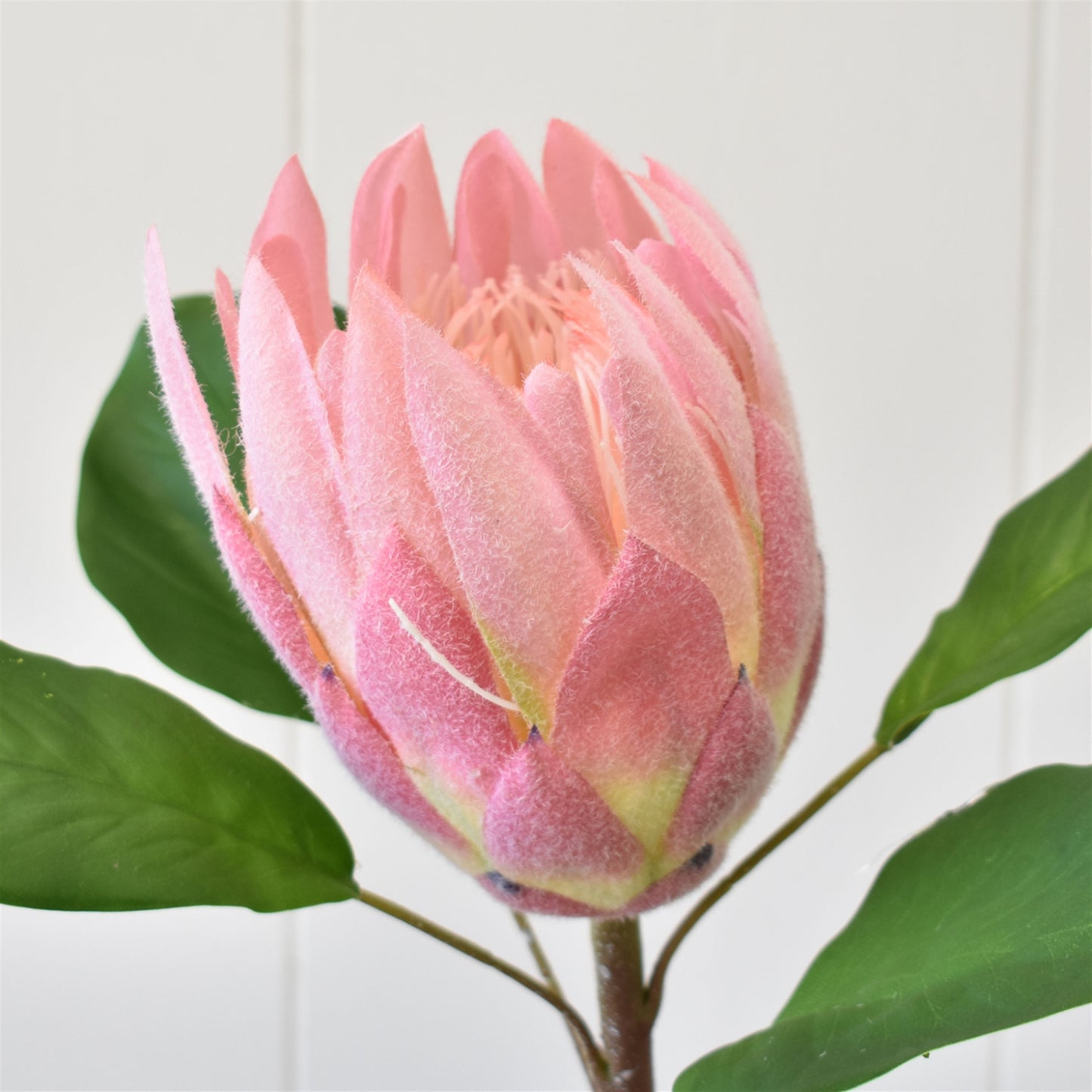 22" Protea Spray in Pink | XJE