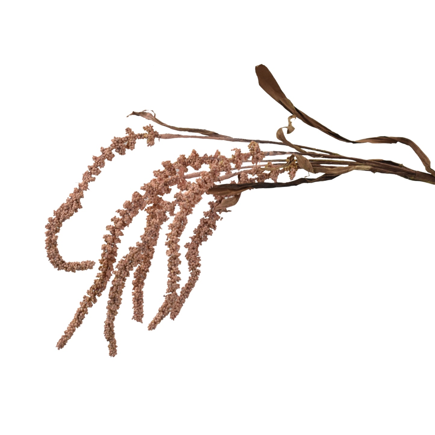 Sorghum Spray 36" in Pink | XJ