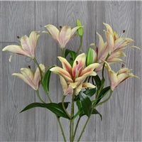 21" Tiger Lily Bush in Brown/Yellow | XJE