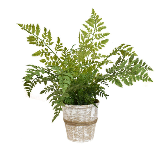 15" River Fern Plant/ Handcrafted Paper Pot | QSE