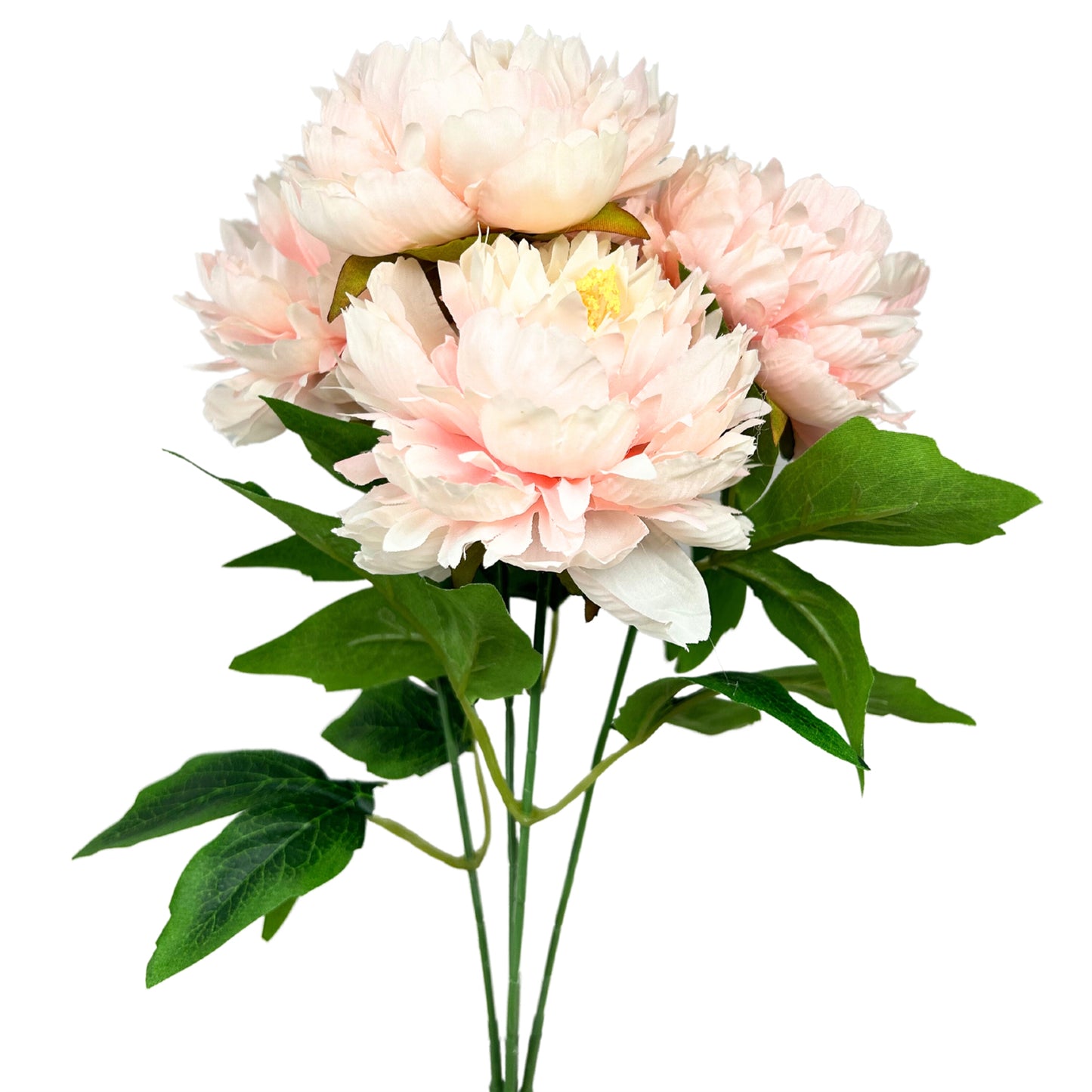 Mountain Peony Bush x 5 - Blush - 17” |YSE