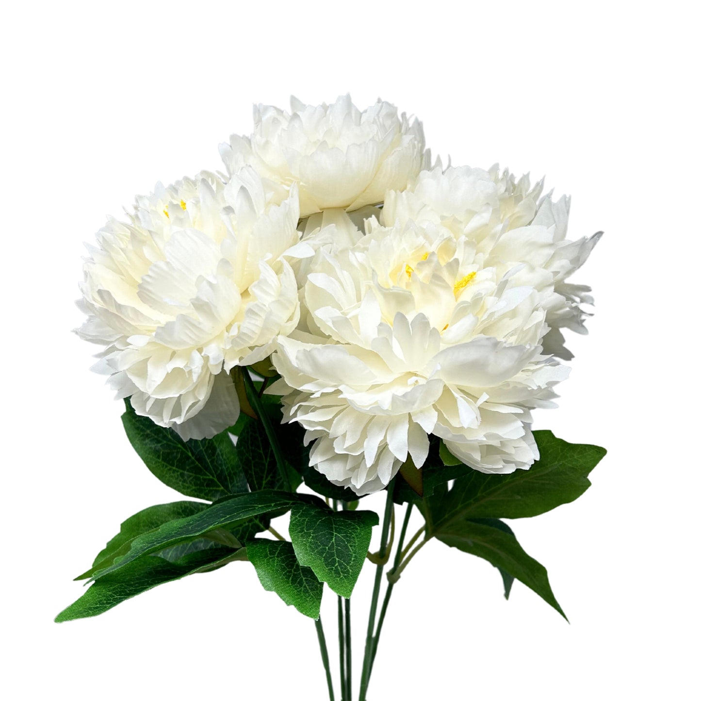 Mountain Peony Bush x 5 - Cream - 17” |YSE