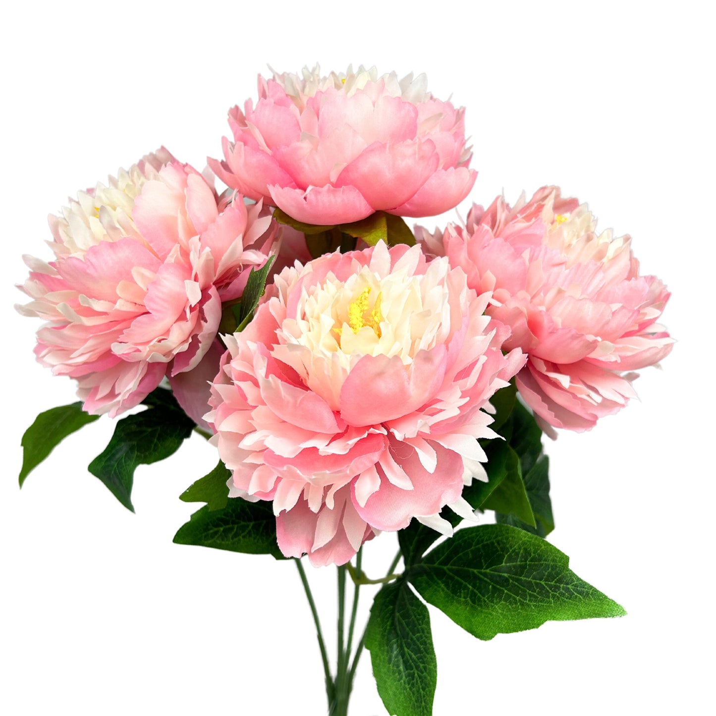 Mountain Peony Bush x 5 - Lt. Pink - 17” |YSE