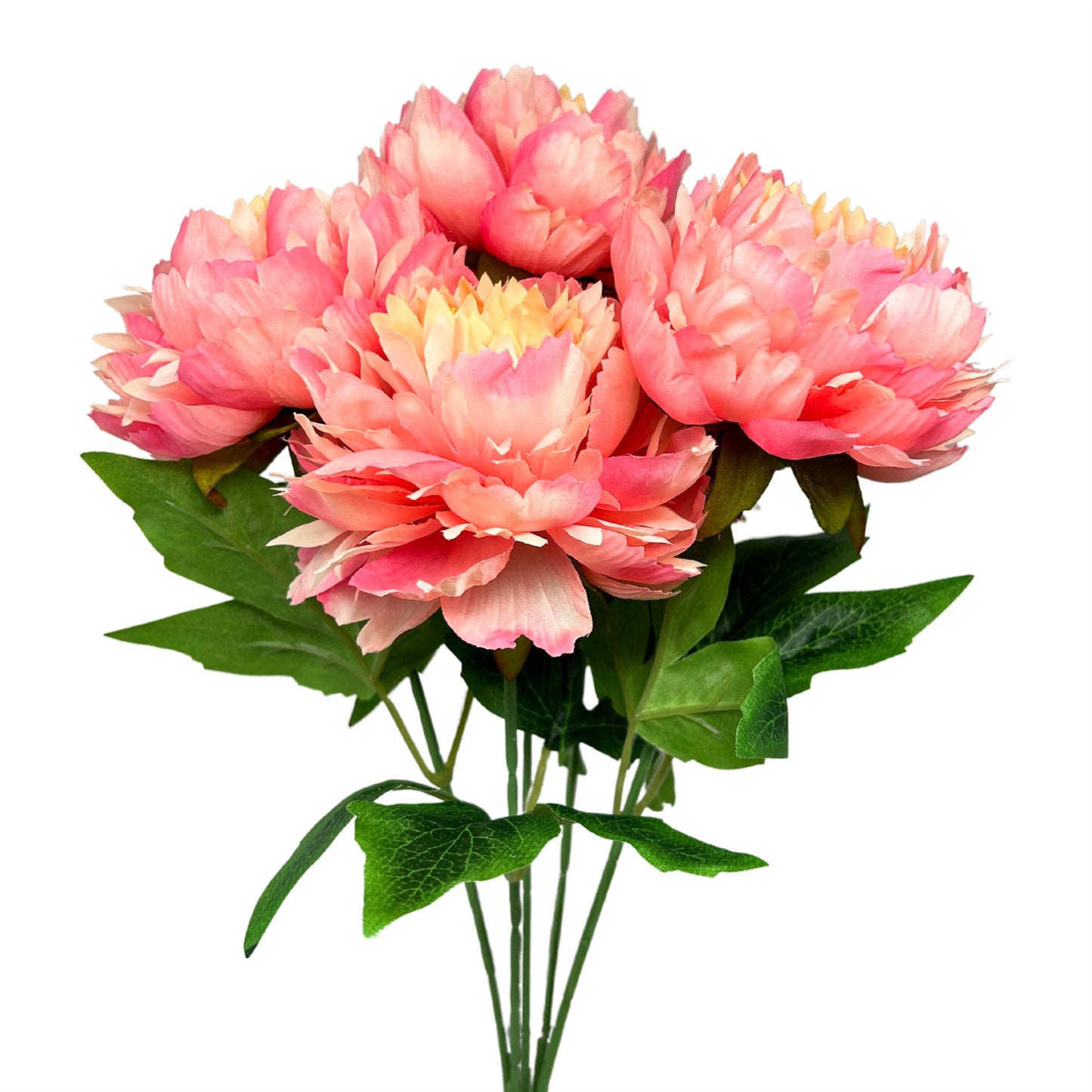 Mountain Peony Bush x 5 -Pink/Yellow - 17” |YSE