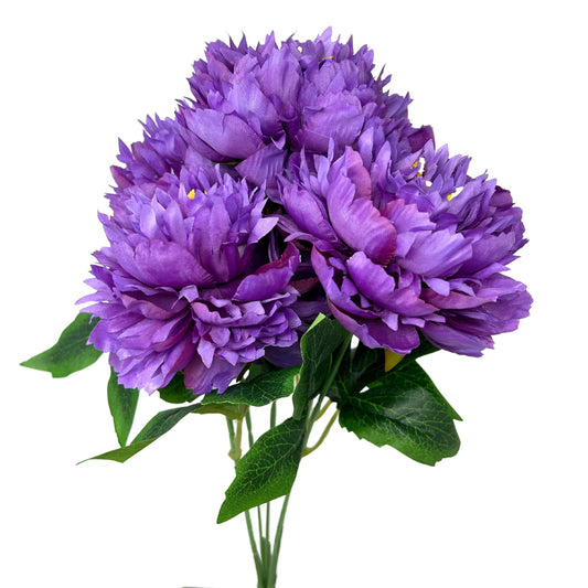 Mountain Peony Bush x 5 - Purple - 17” |YSE
