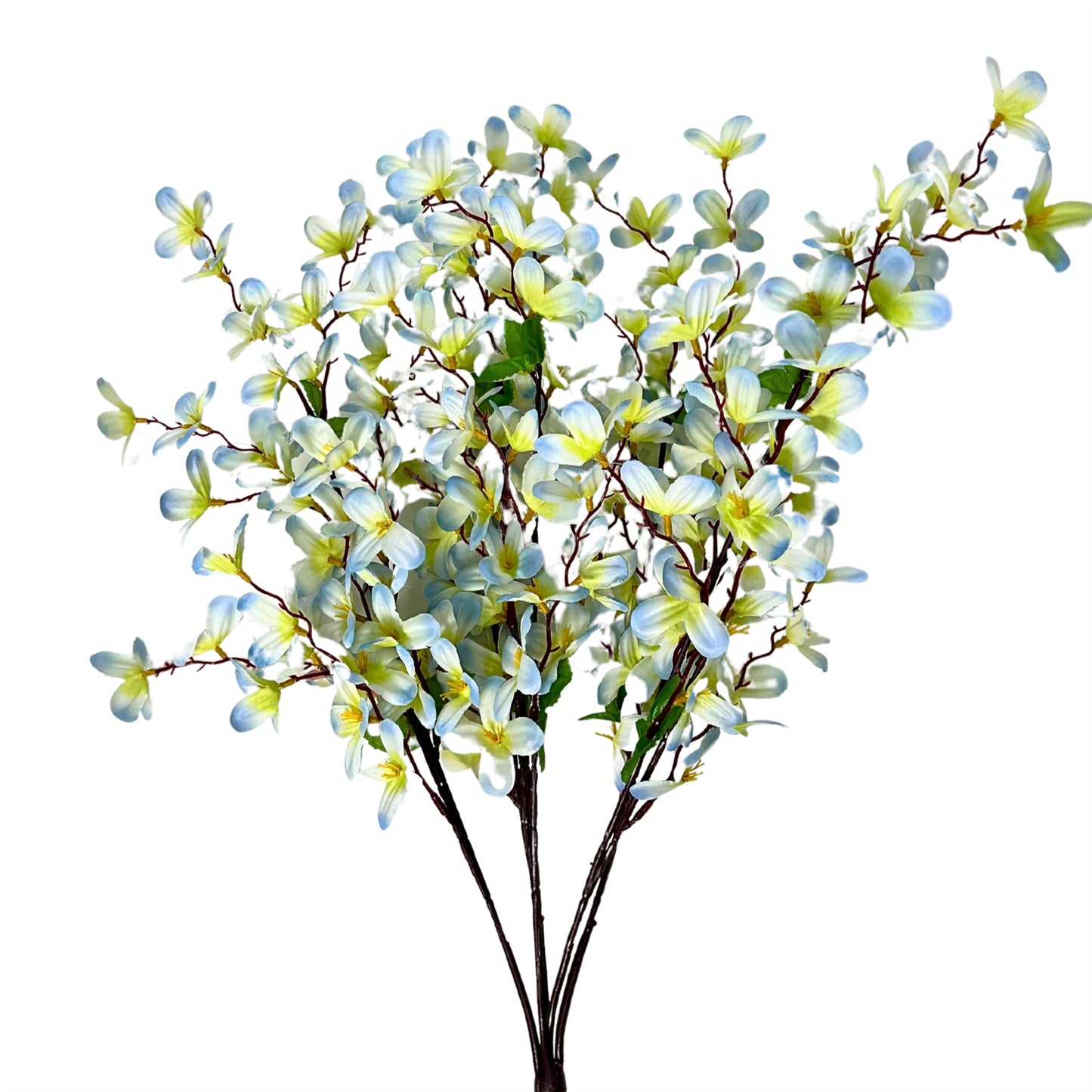 Tweedia Bush x5 - 24" - Blue/Green | BYE