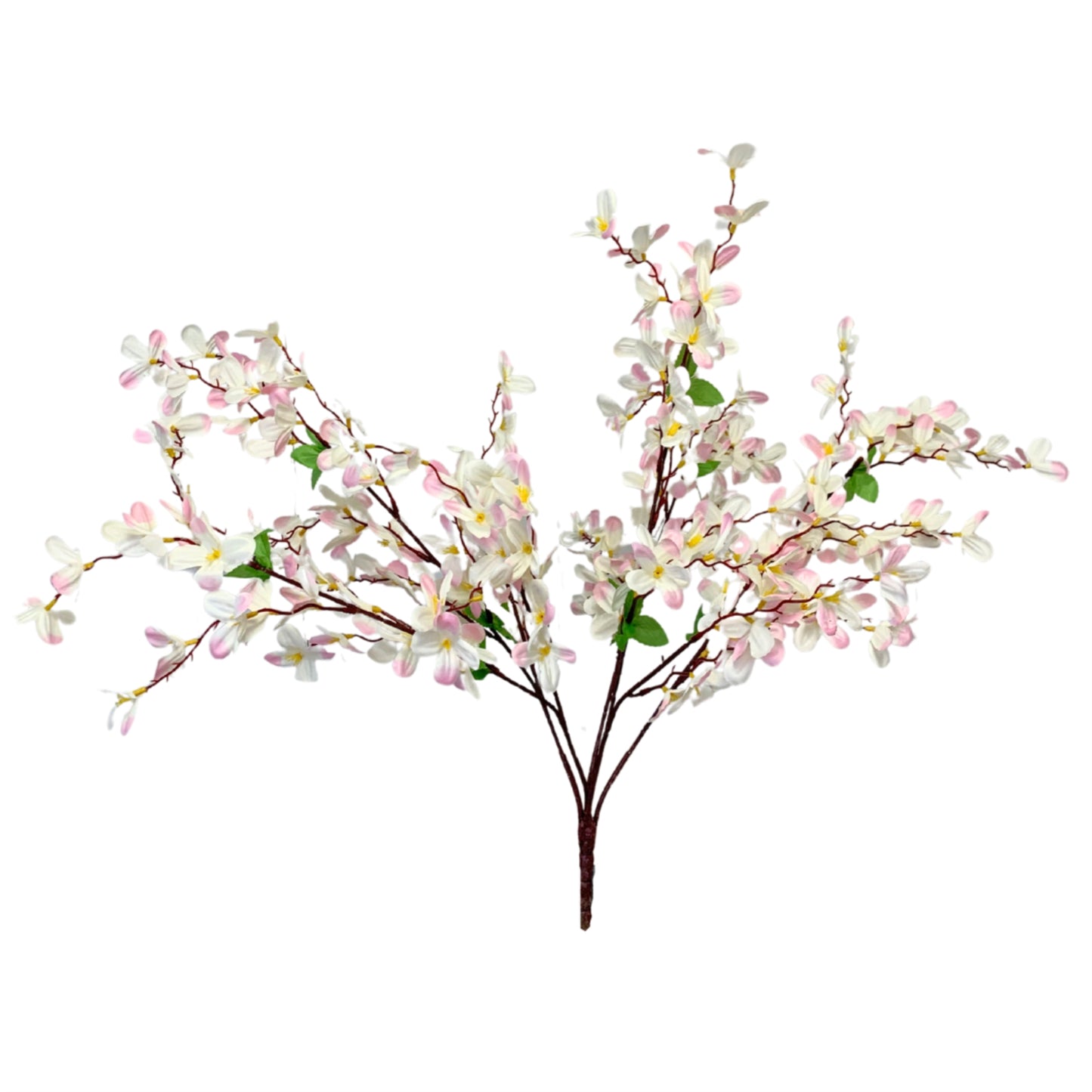 Tweedia Bush x5 - 24" - Cream/Pink | BYE