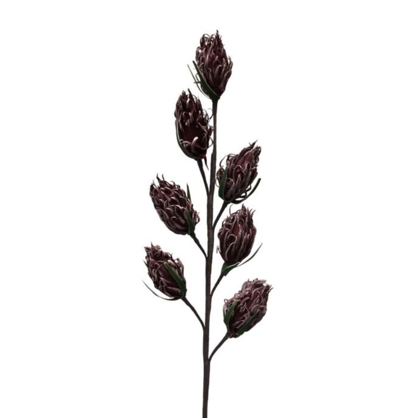 Eva Thistle Pod Spray Plum 30'' | YSE23