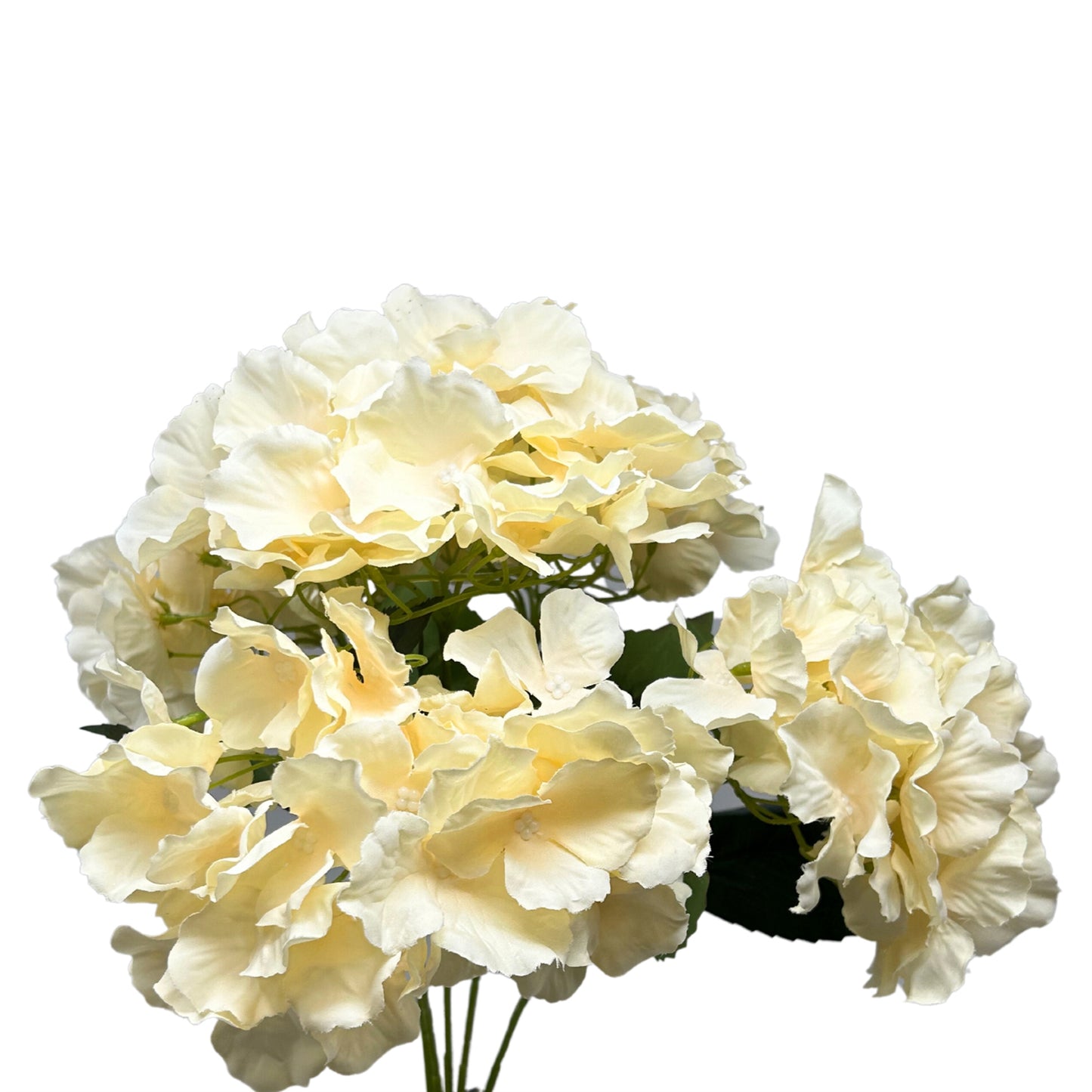 Cypress Garden Hydrangea Bush x 5 - 19” - Champagne |YSE