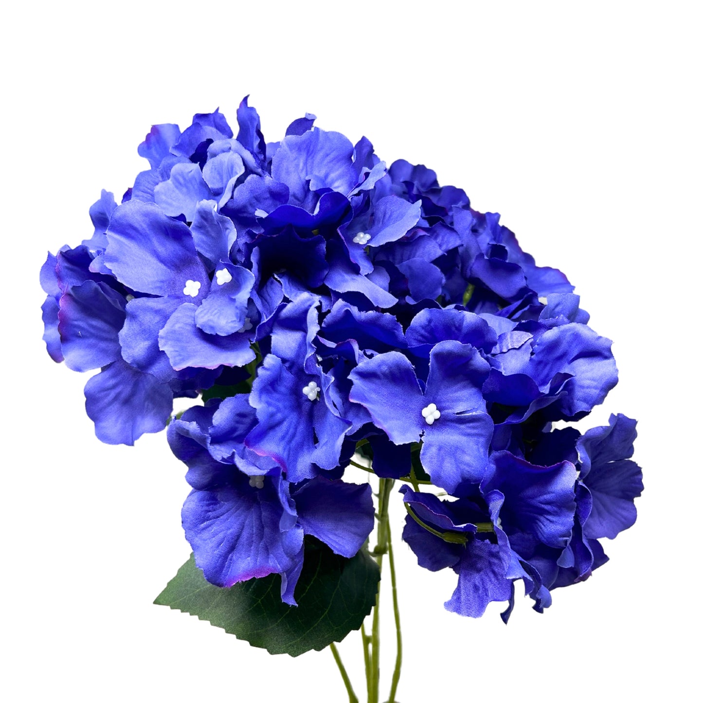 Cypress Garden Hydrangea Bush x5 - 19" - Dark Purple | YSE