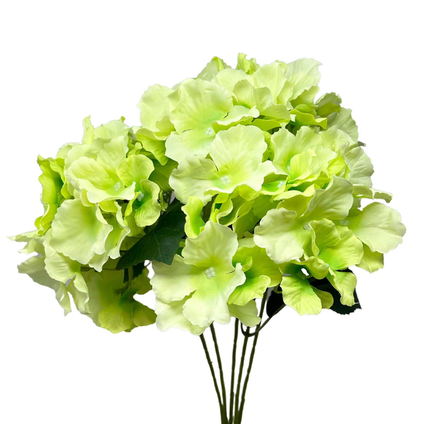 Cypress Garden Hydrangea Bush x5 - 19" - Green| YSE