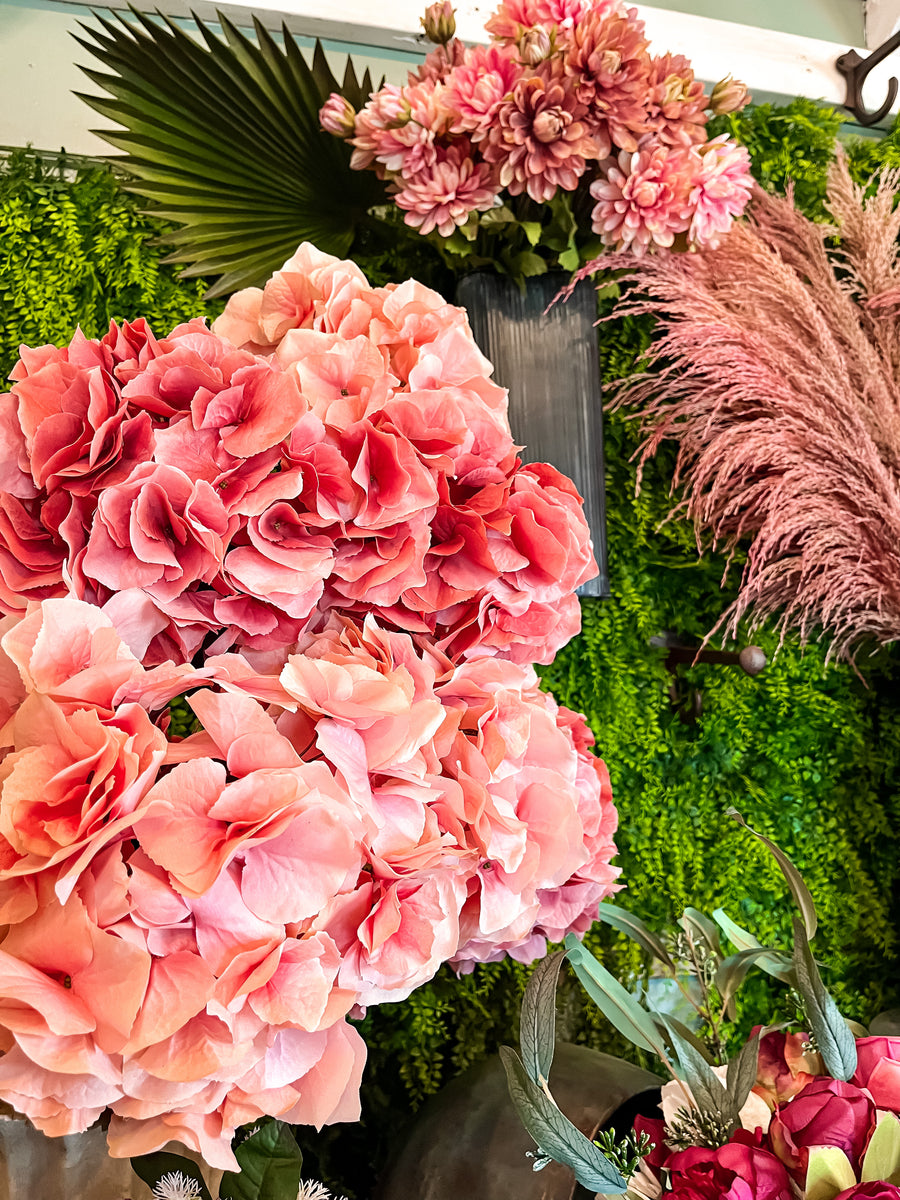 26 Hydrangea Bush w/ Lvs x 5 Lt. Pink XJE David Christopher's