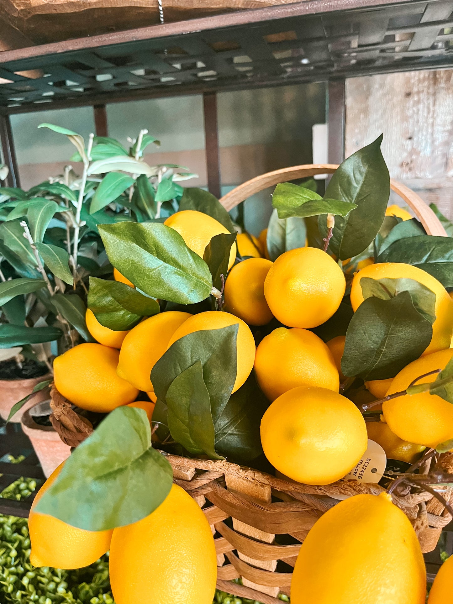 Lemon Plant Pick 12” | XJE