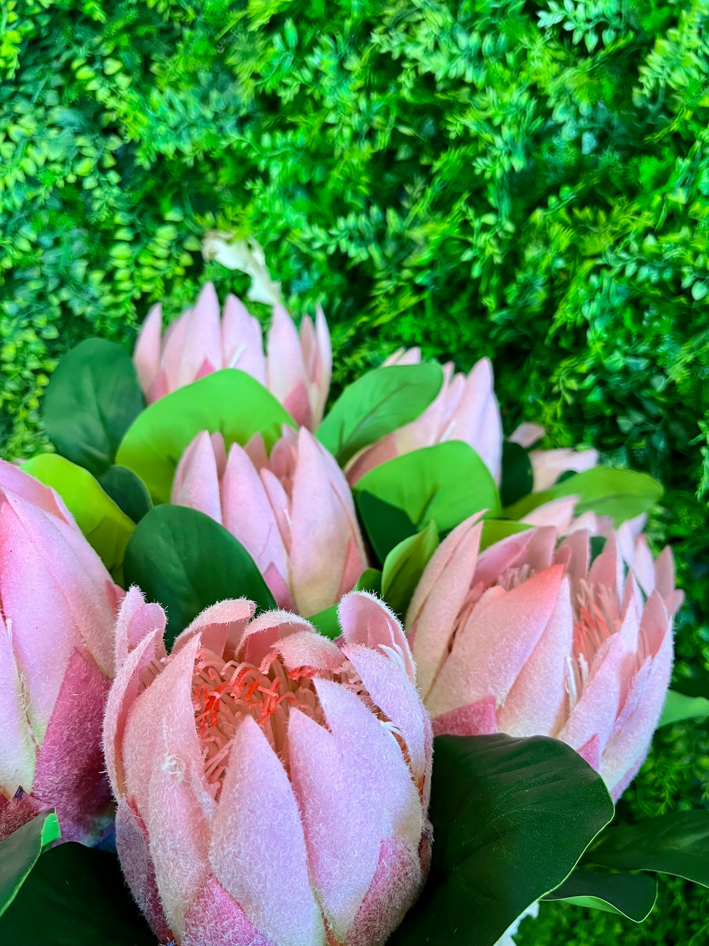 22" Protea Spray in Pink | XJE