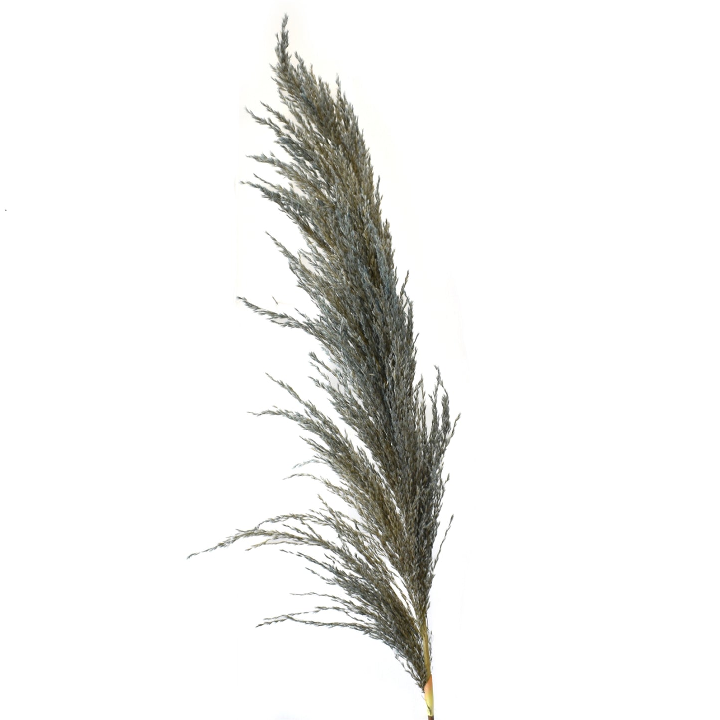 43" Pampas Branch in Light Blue | XJE