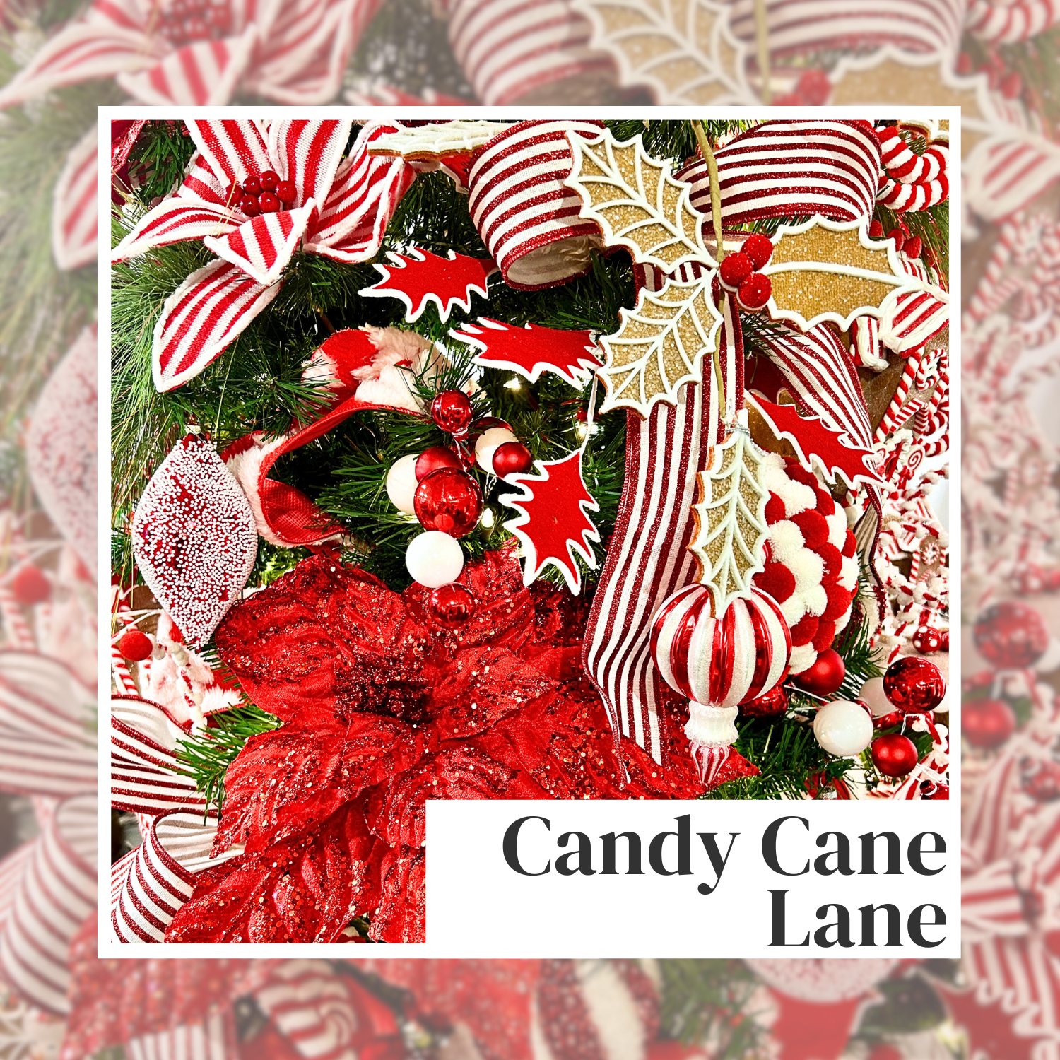 Candy Cane Lane