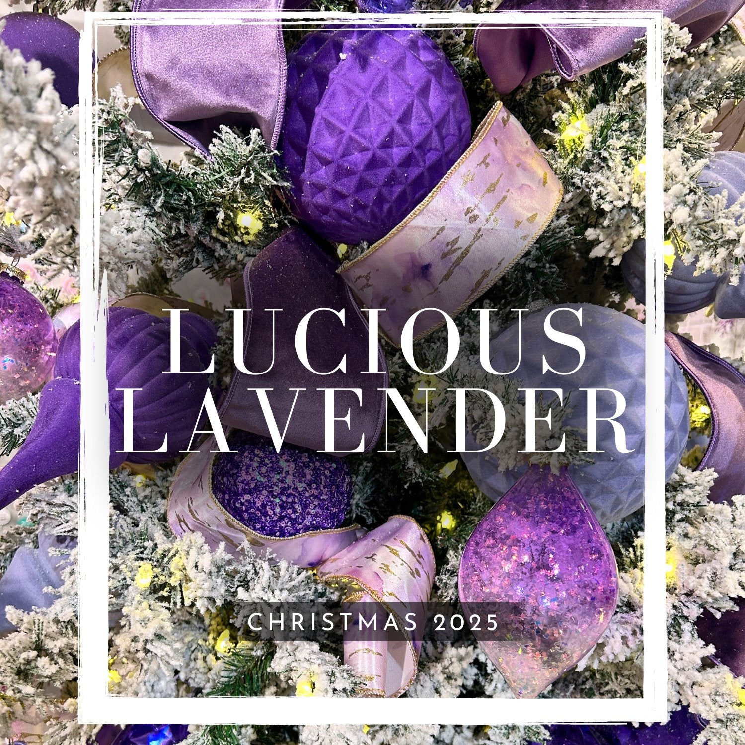 Lucious Lavender - 2025