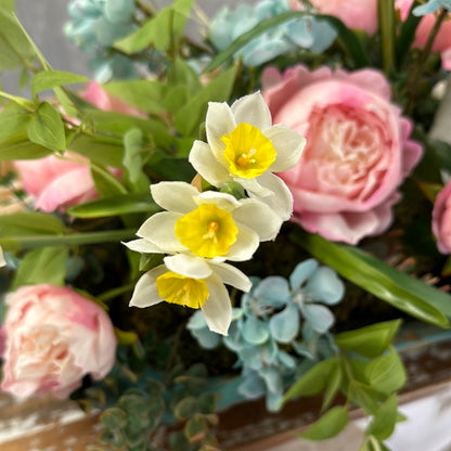17” Perfect Paperwhite Plant Narcissus |XJE