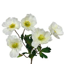 Load image into Gallery viewer, 18&quot; Wild Poppy Bush in Cream | XJE
