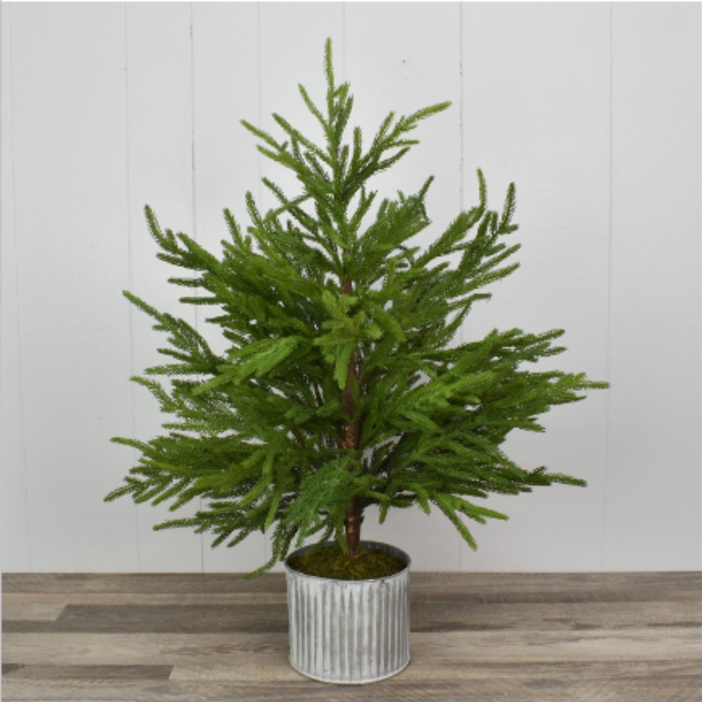 28” Norfolk Pine Tree In Galvanized Whitewash Container | XJ