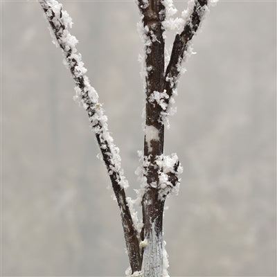 Snowed Long Birch Branch 48" | XJC22