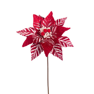 Touched by Snow Poinsettia 24" - Red/White | QG