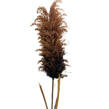 Load image into Gallery viewer, 44&quot; Pampas Stem - Brown | XJ