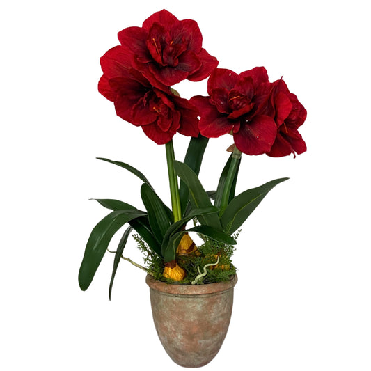 26.5" Amaryllis Plant Potted | XJ