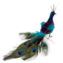 Load image into Gallery viewer, Blue Eloquence Feather Peacock 7.5&quot; x 14&quot; | BF