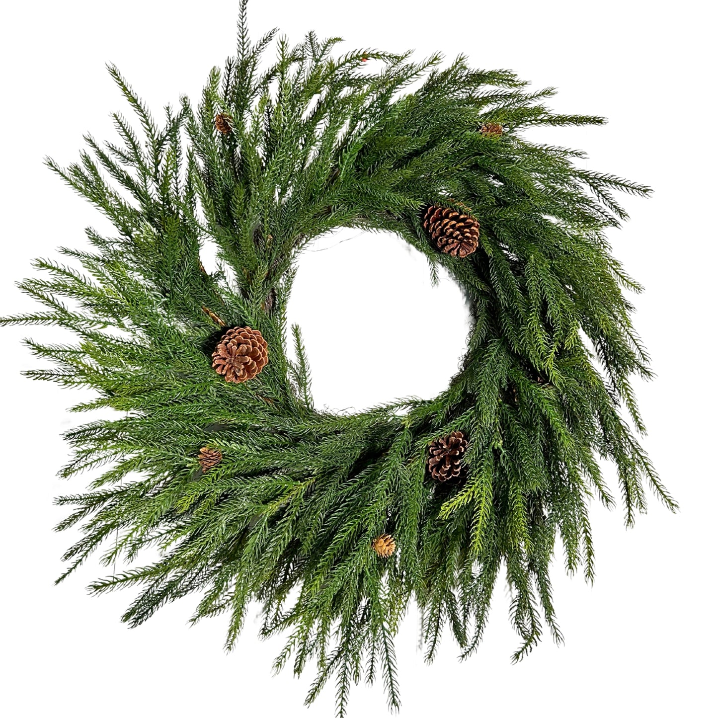 Pacific Norfolk Pine/Cone Wreath 28''| REGXJ