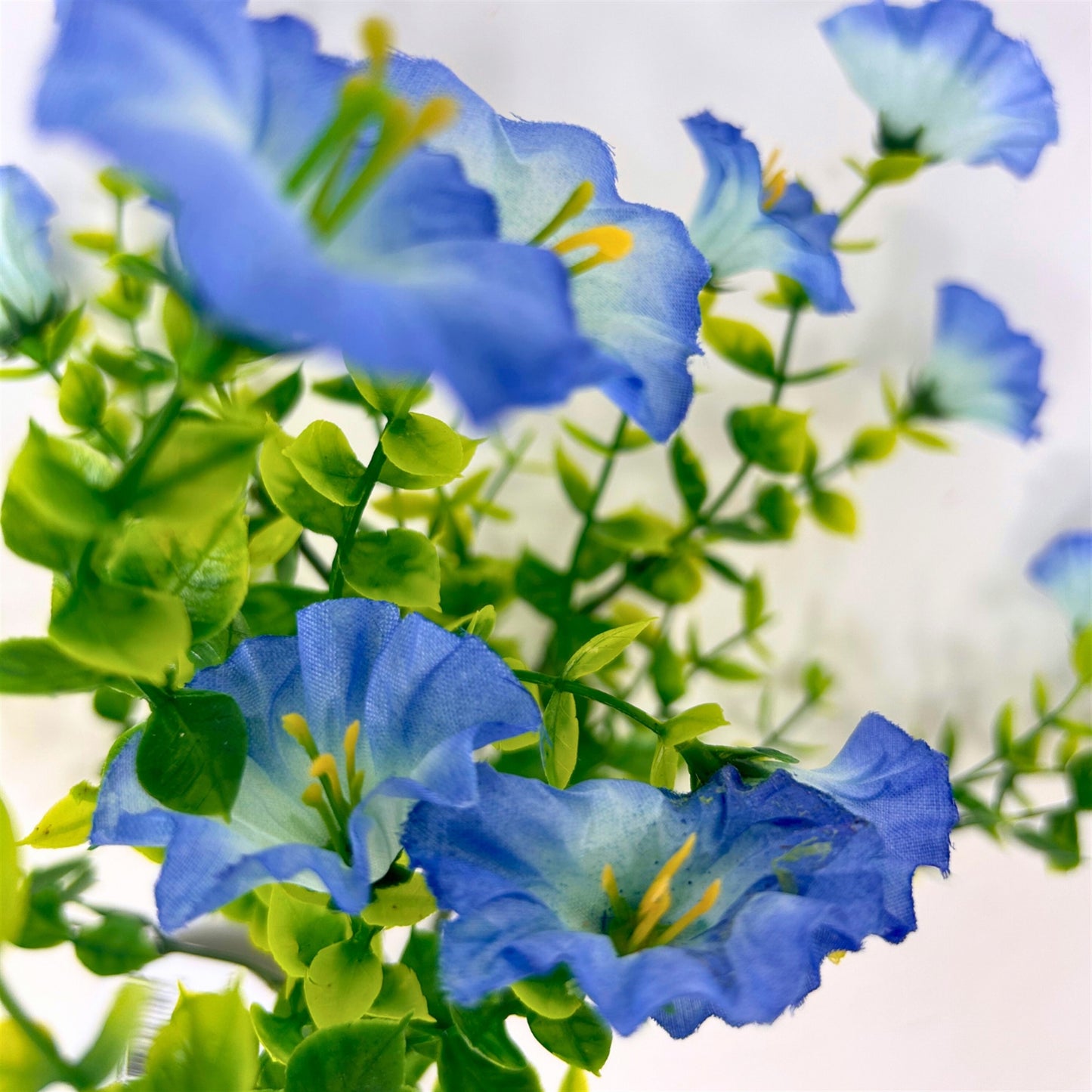 Mini Morning Glory Bunch 14" - Blue
