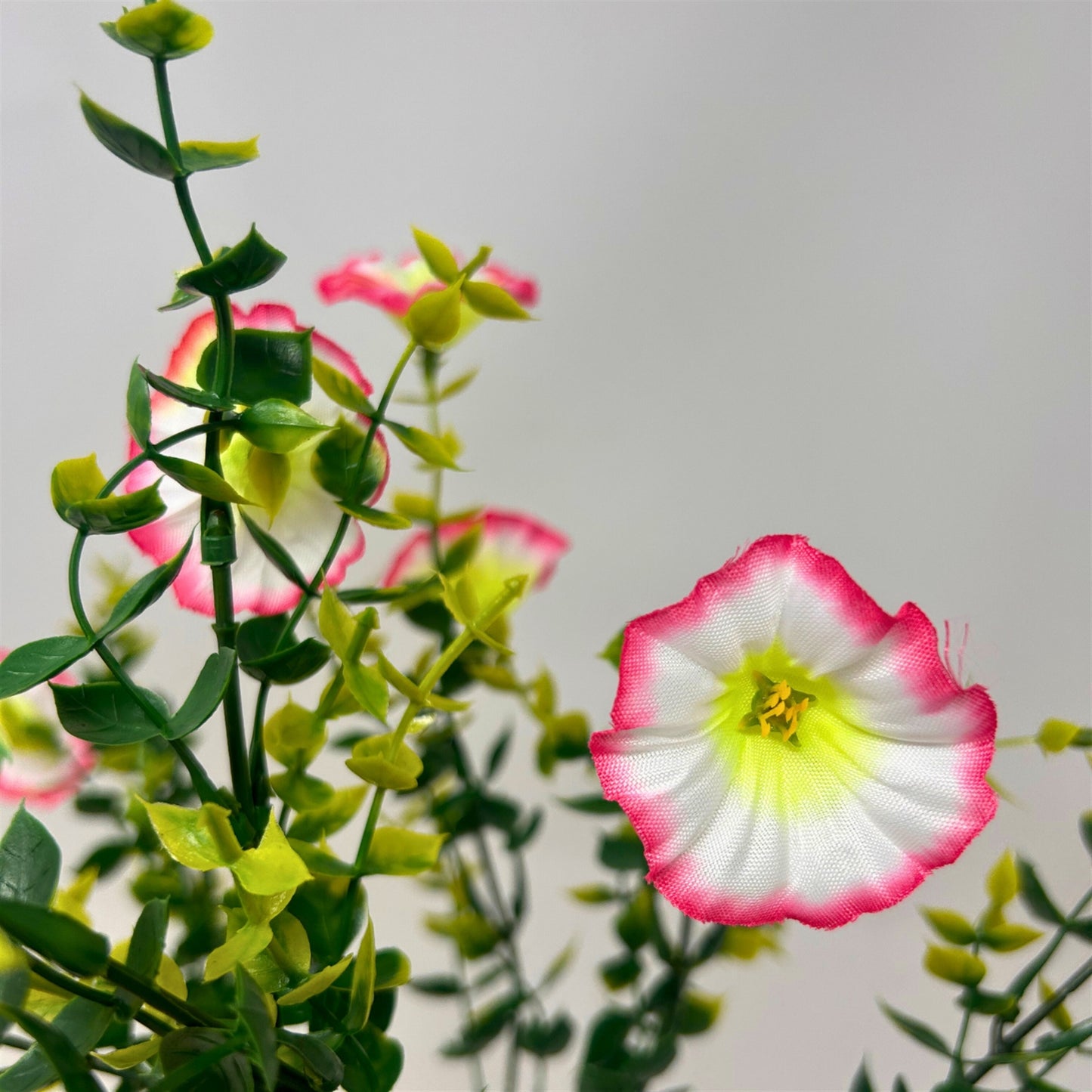 Mini Morning Glory Bunch 14" - Pink