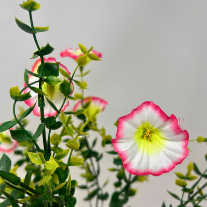 Mini Morning Glory Bunch 14" - Pink